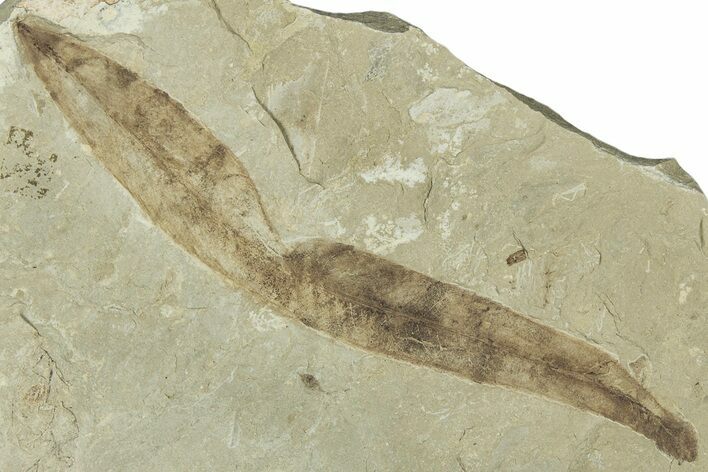 Fossil Leaf (Pseudosalix) - Green River Formation, Utah #323390